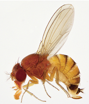 bug